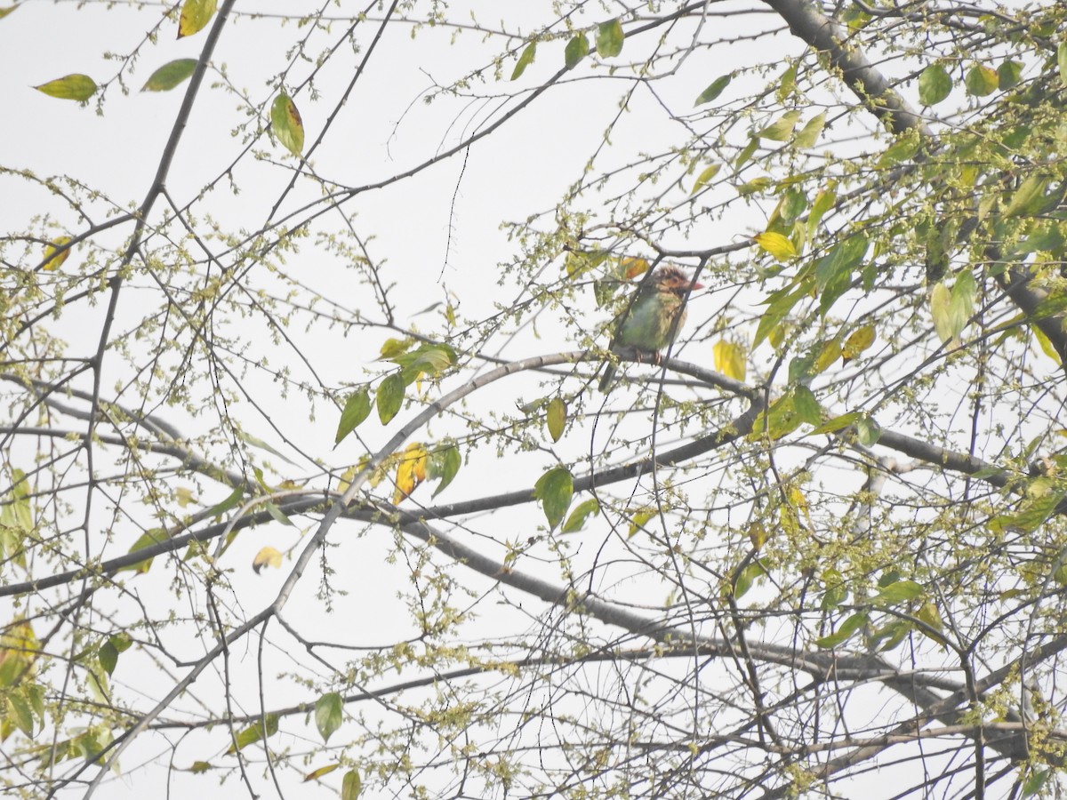 Brown-headed Barbet - ML86585211