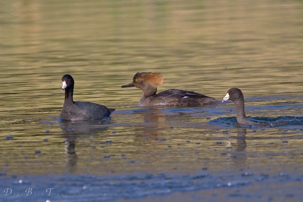 American Coot - ML86585671