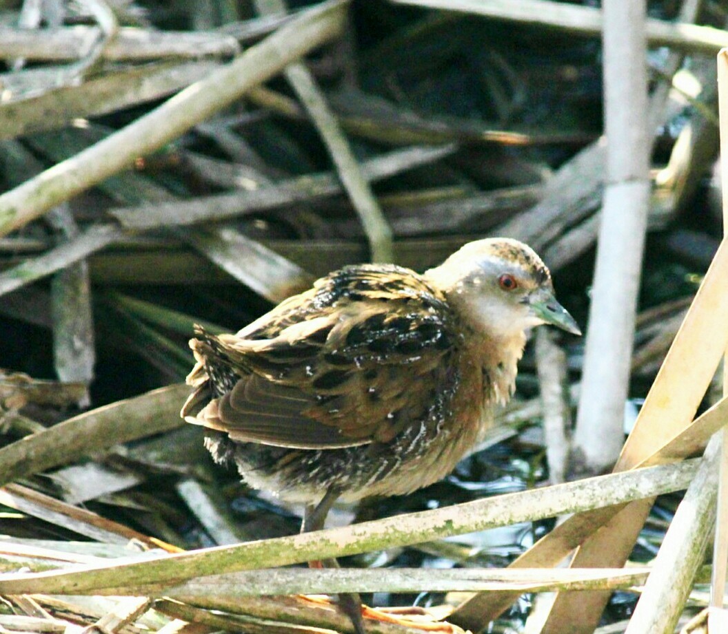 Zwergsumpfhuhn - ML86586411