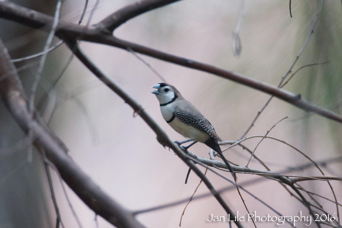 Double-barred Finch - ML86586601