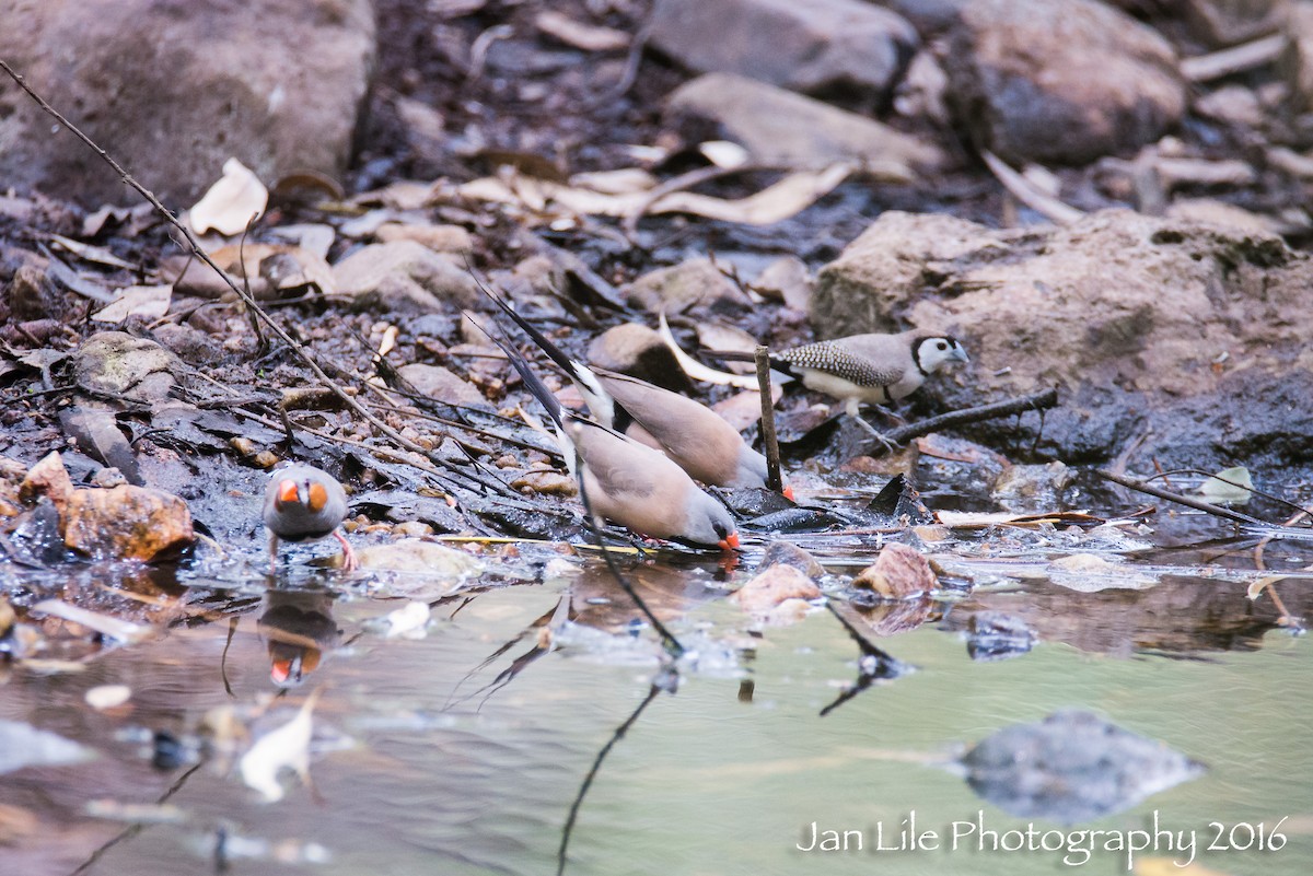 Long-tailed Finch - ML86586711