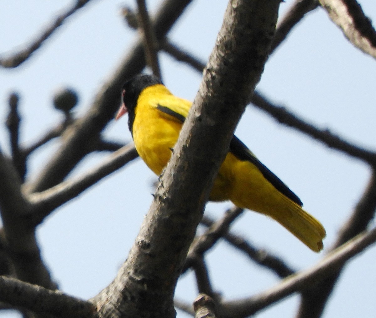 Black-hooded Oriole - ML86588441