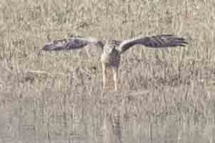 Montagu's Harrier - ML86588541