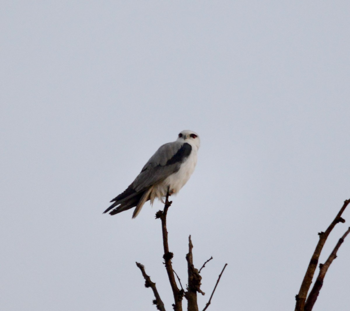 Black-winged Kite - Neil Wingert