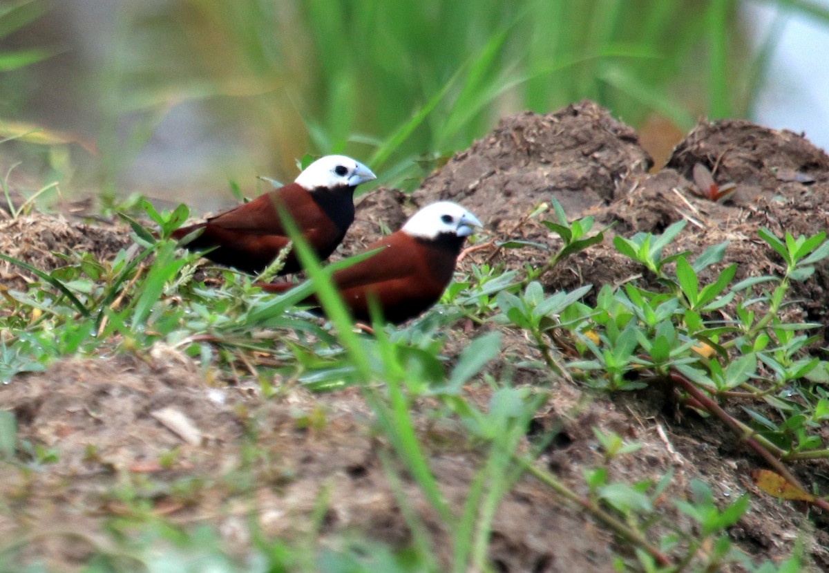 White-capped Munia - Siti Sutedjo