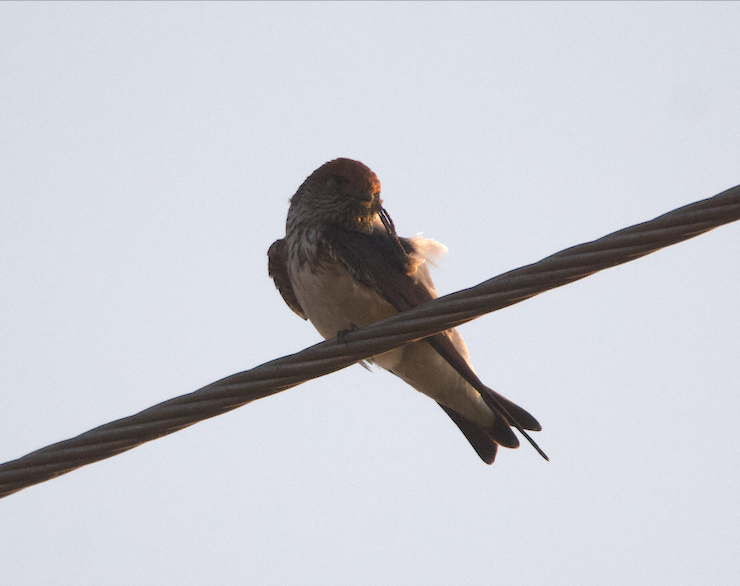 Streak-throated Swallow - ML86590771