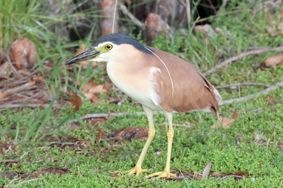 Nankeen Night Heron - Ray Turnbull