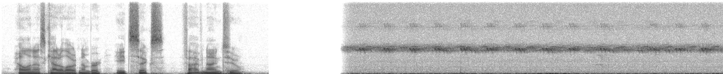 Eastern Screech-Owl (McCall's) - ML86592