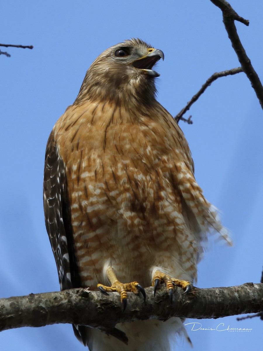 Red-shouldered Hawk - ML86592791