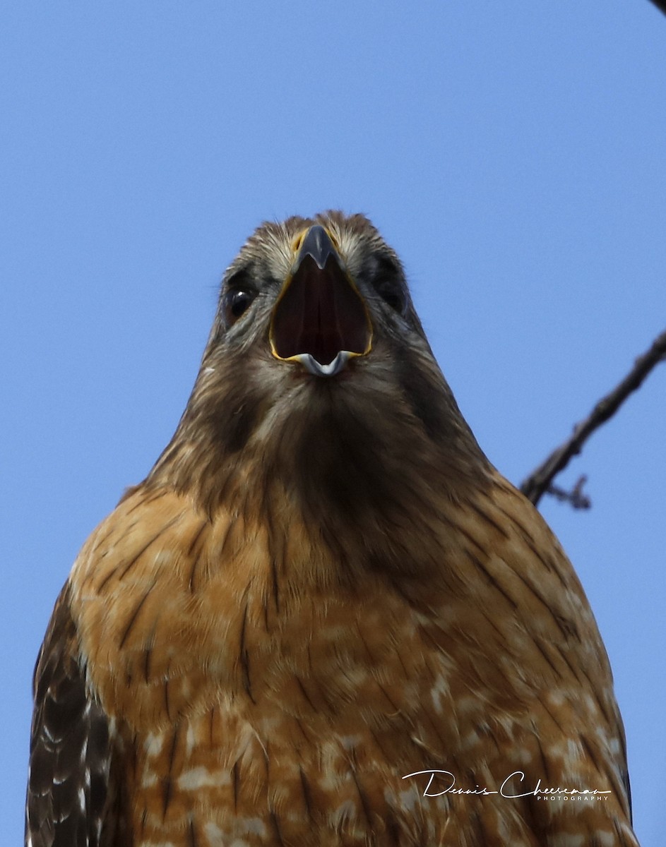 Red-shouldered Hawk - ML86592801