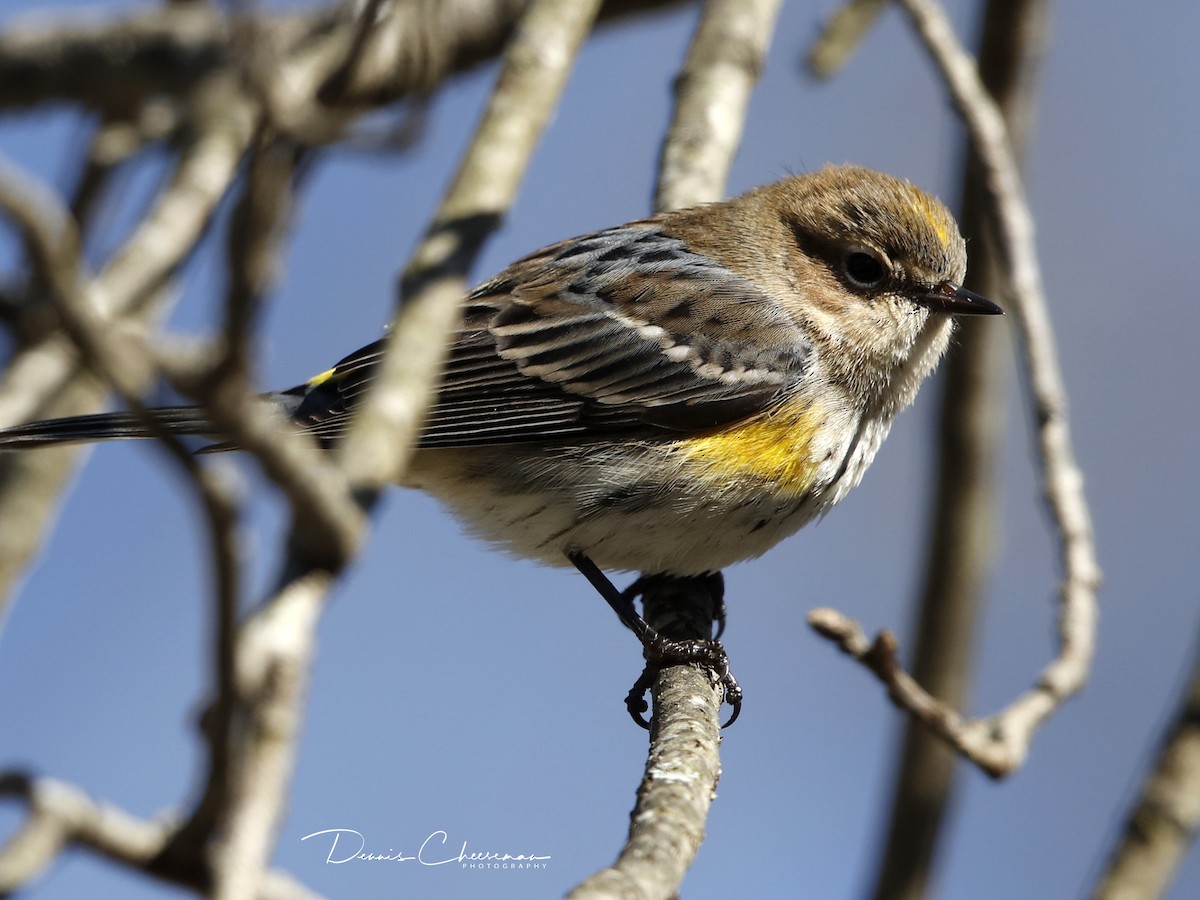 Yellow-rumped Warbler - ML86593031