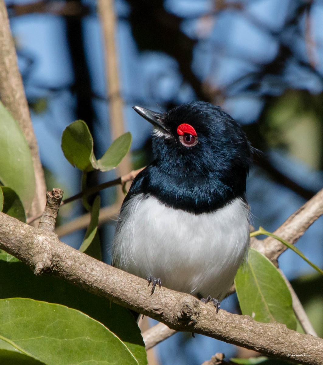 Black-throated Wattle-eye - Kevin Vande Vusse