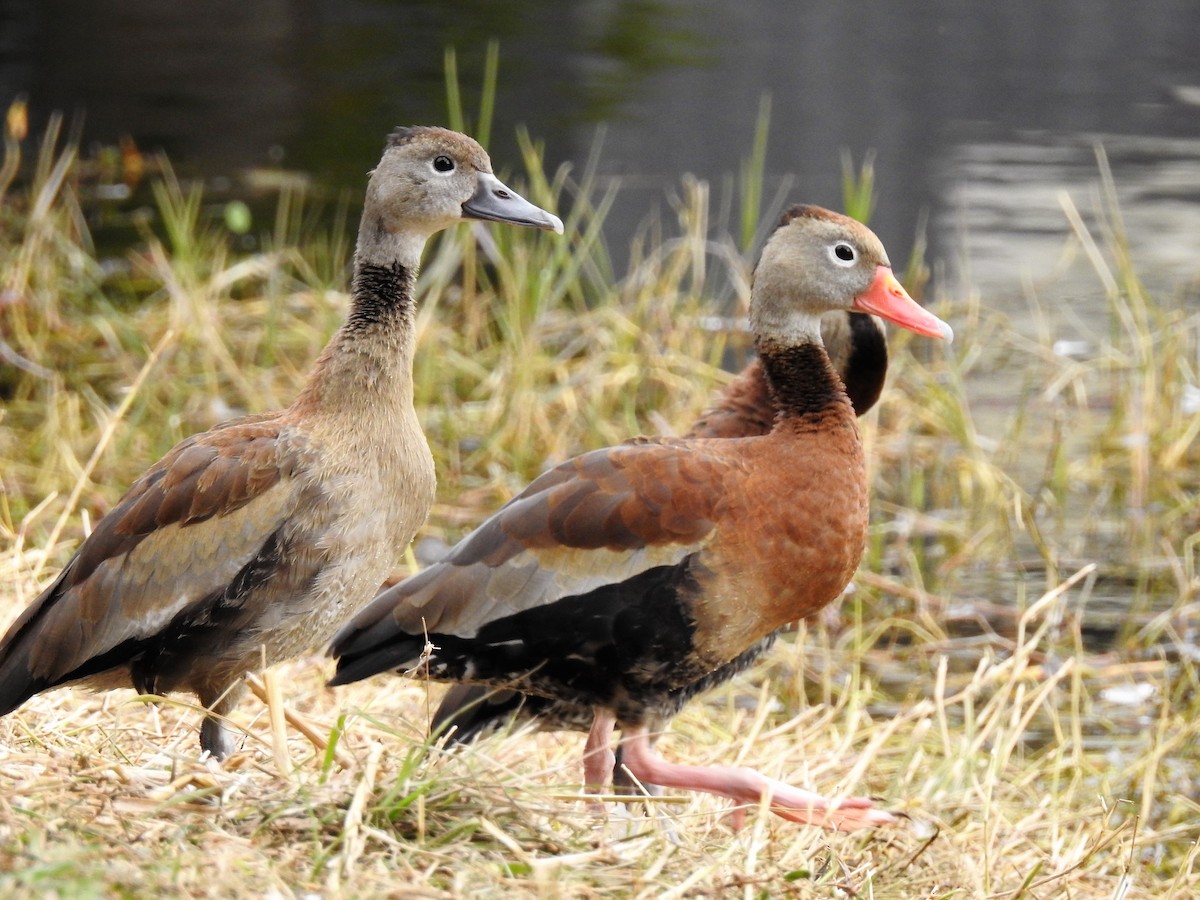 Black-bellied Whistling-Duck - ML86593371