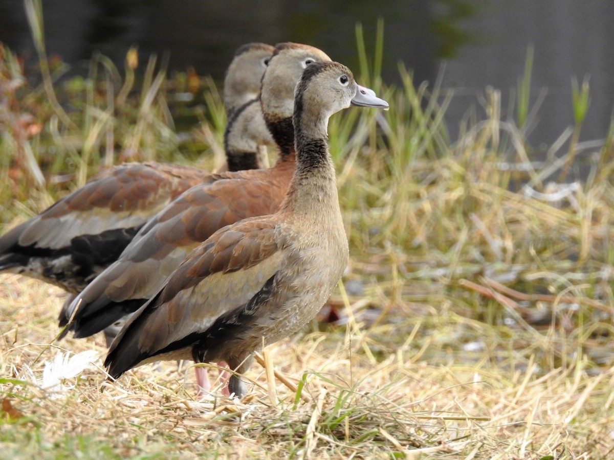 アカハシリュウキュウガモ - ML86593381