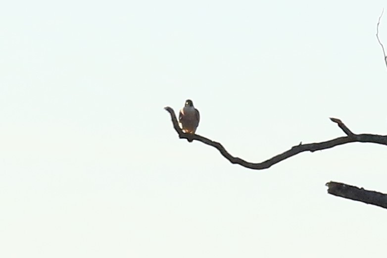 Peregrine Falcon - ML86593691