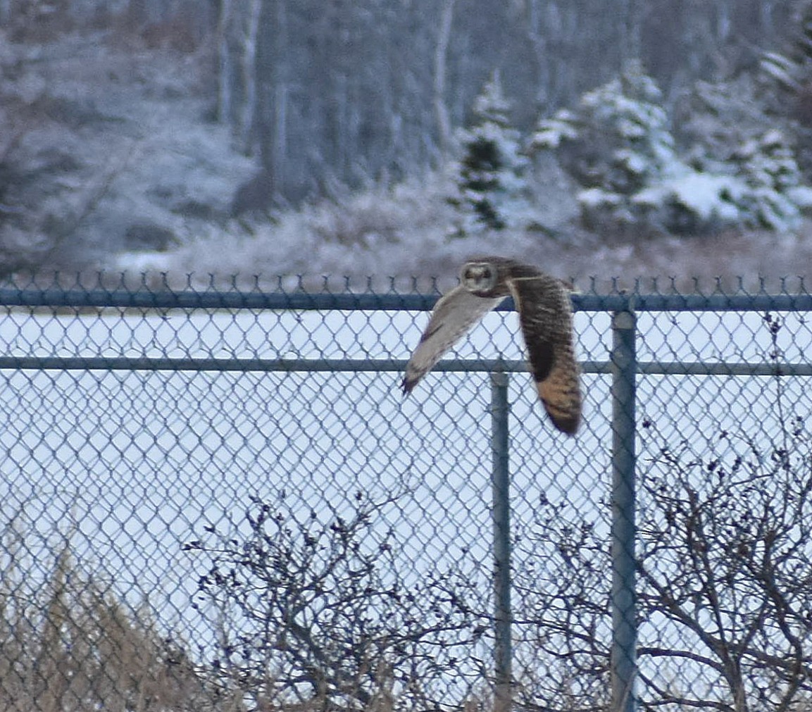 Short-eared Owl - Angela Granchelli