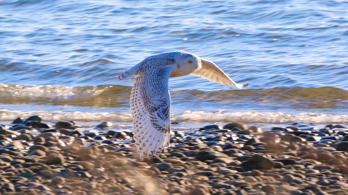 Snowy Owl - ML86594541