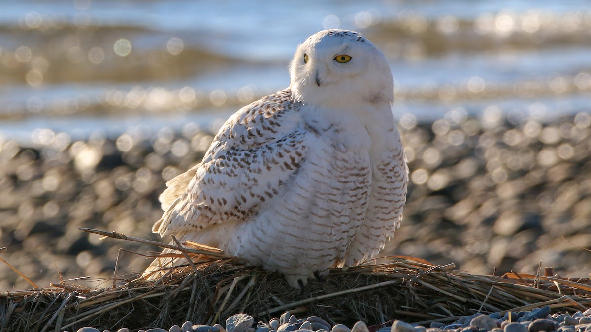 Snowy Owl - ML86594631