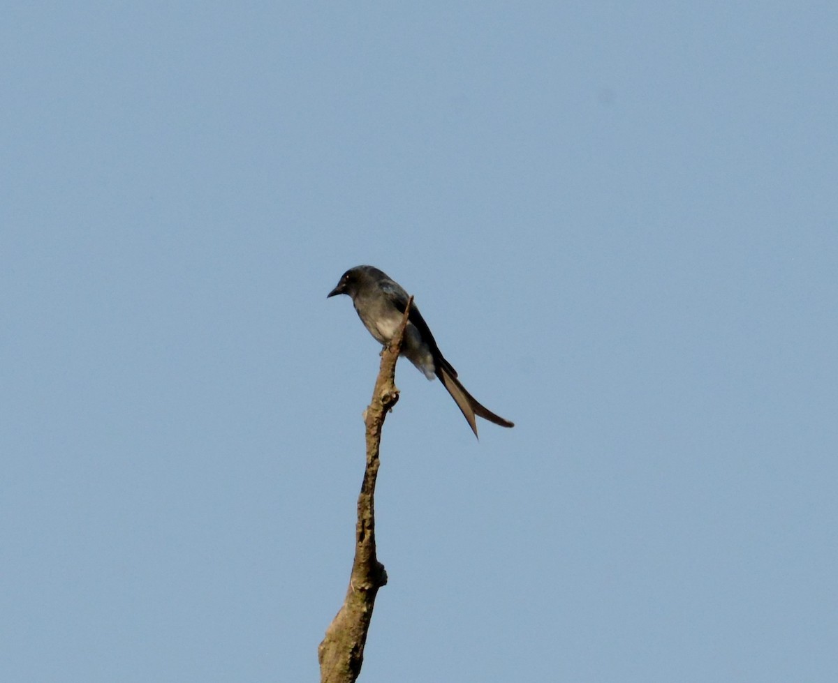 White-bellied Drongo - Neil Wingert