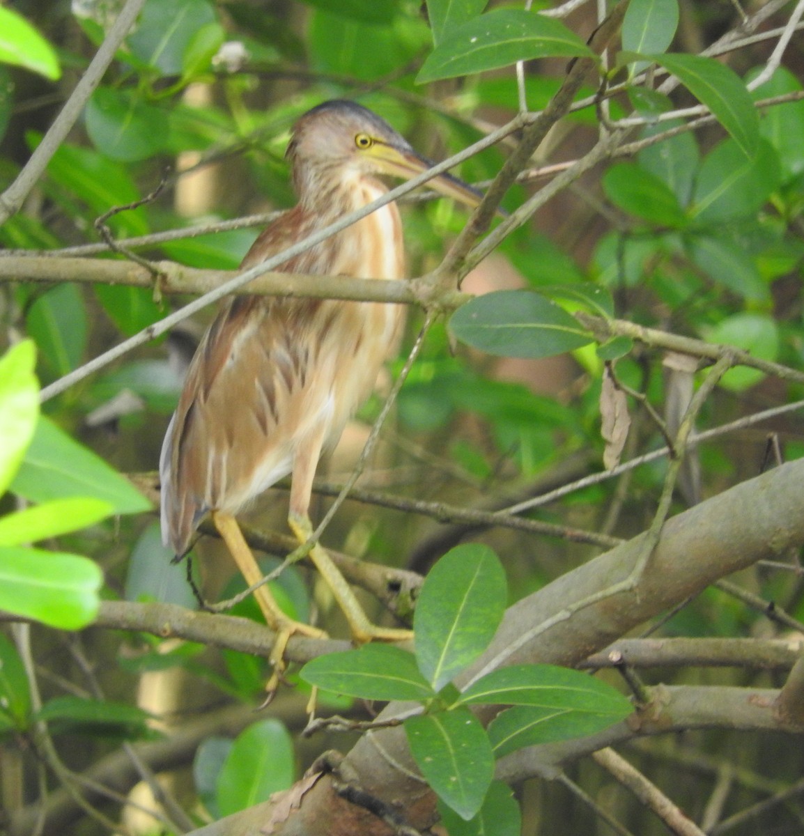 Yellow Bittern - ML86595361