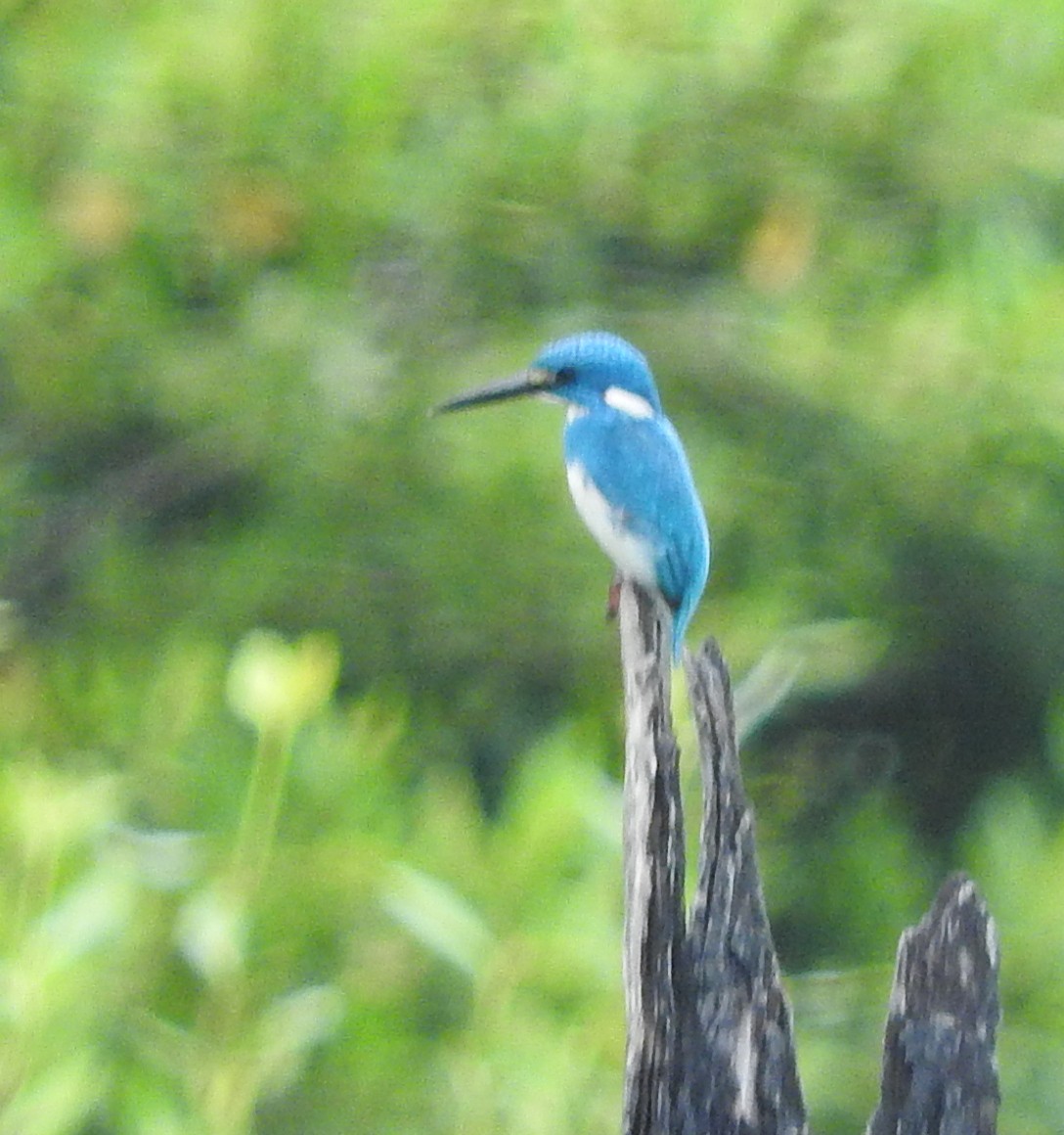 Small Blue Kingfisher - ML86595631