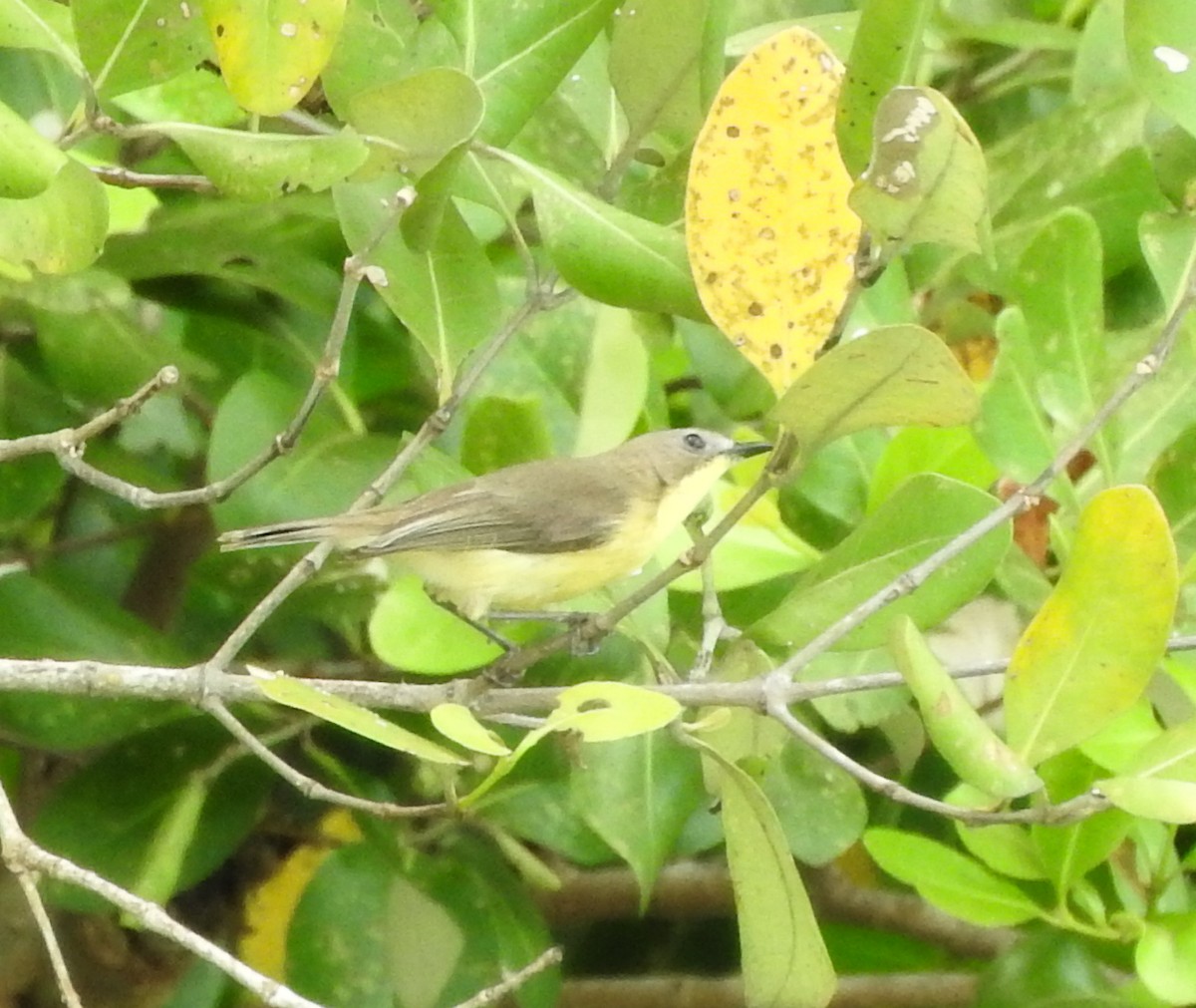 Golden-bellied Gerygone - ML86595781