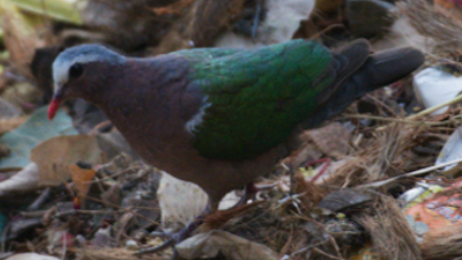 Asian Emerald Dove - ML86596421