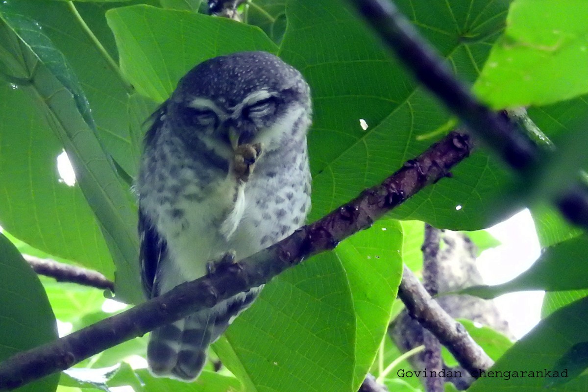 Spotted Owlet - ML86596681