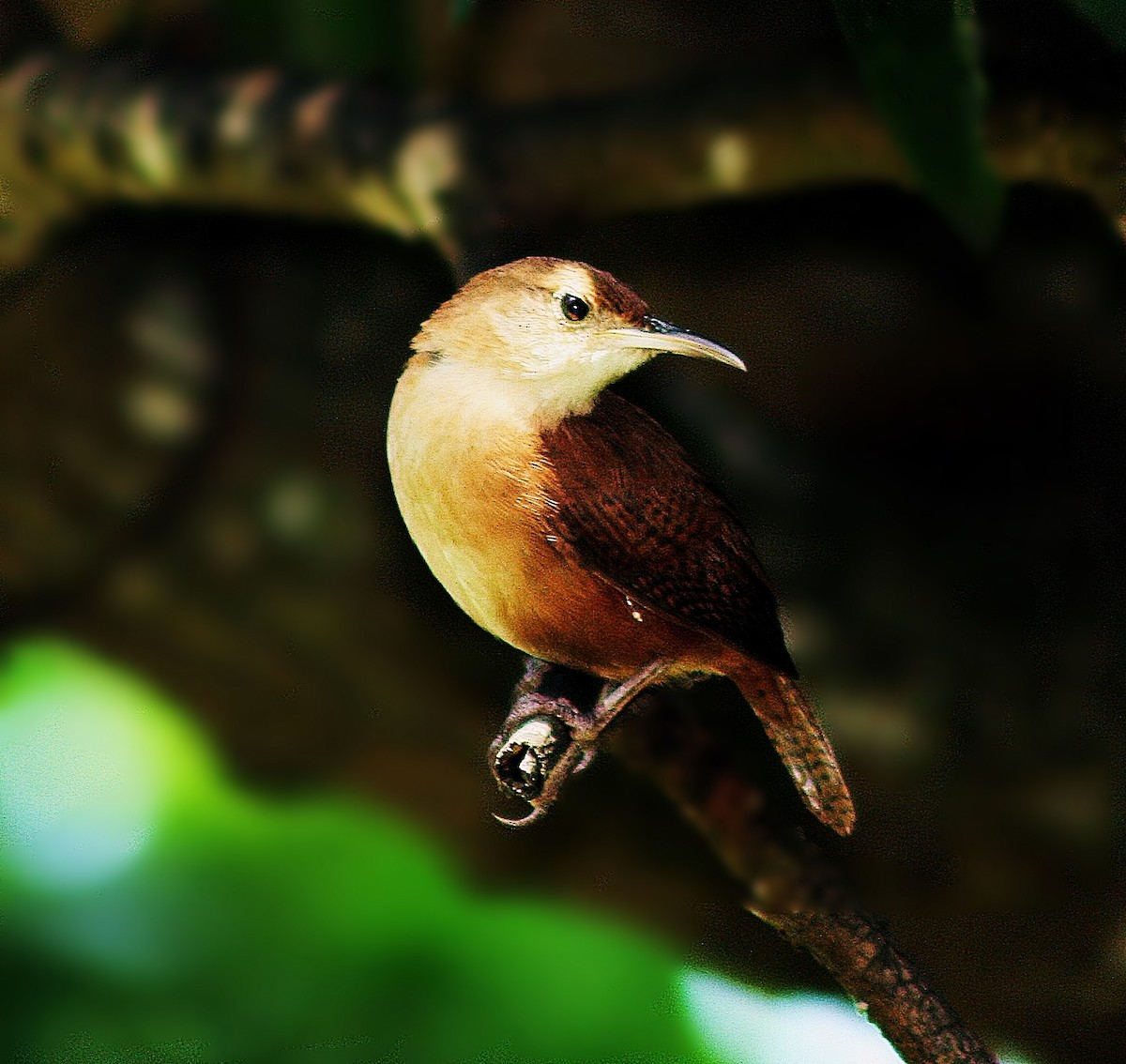 House Wren - Bela Brown