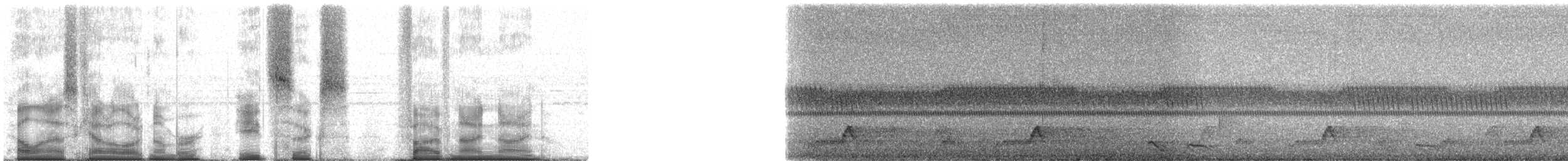 Chotacabras Ticuer - ML86599