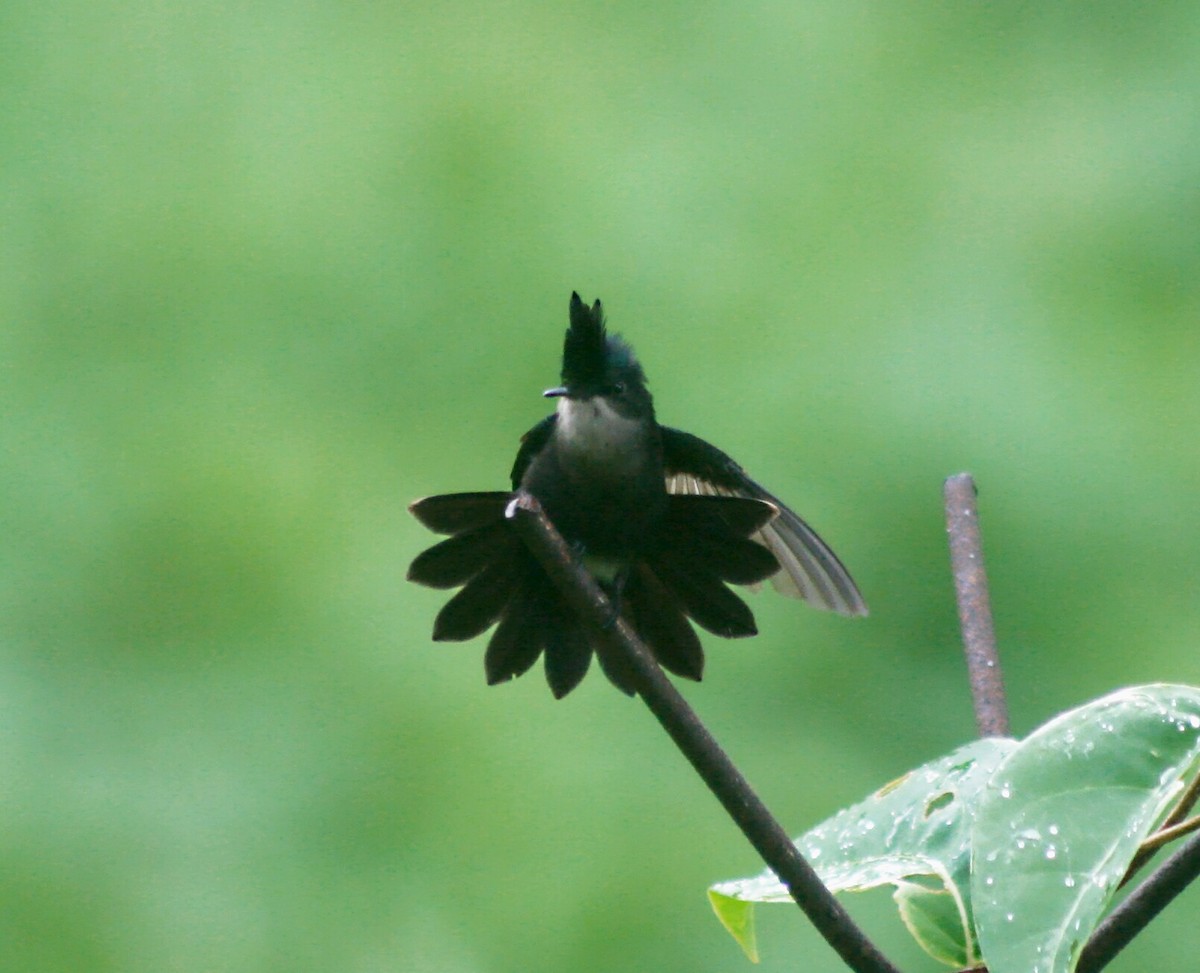 Antillean Crested Hummingbird - ML86599291