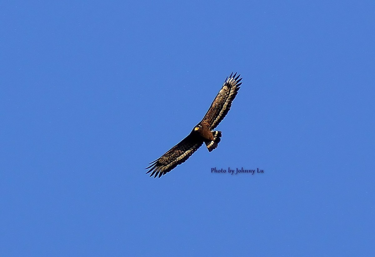 Crested Serpent-Eagle - ML86599401