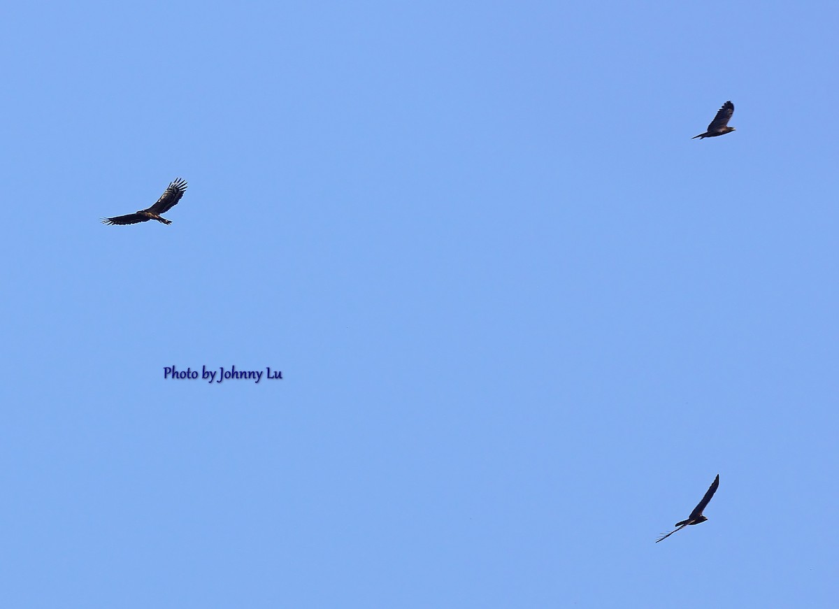 Crested Serpent-Eagle - ML86599421