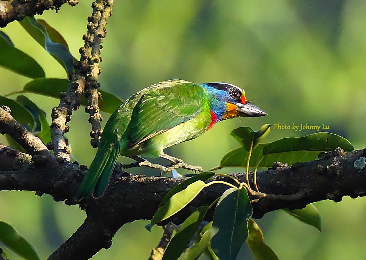 Taiwan Barbet - ML86599641