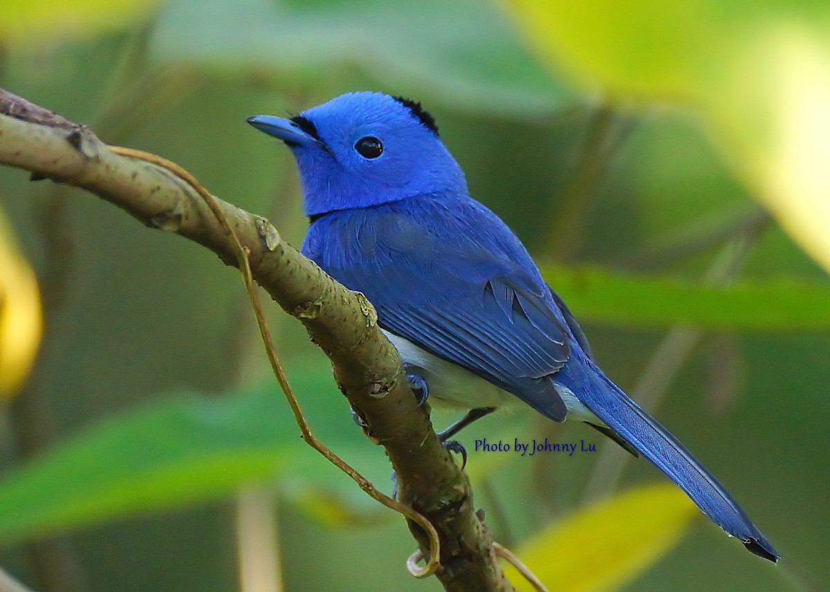 Black-naped Monarch - ML86599791