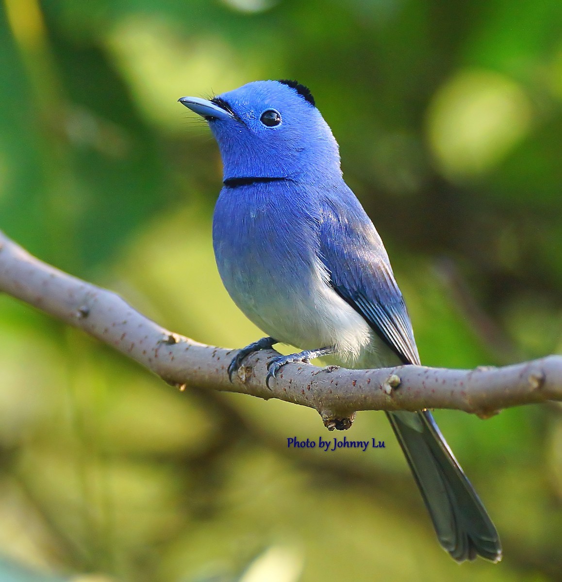 Black-naped Monarch - ML86599801