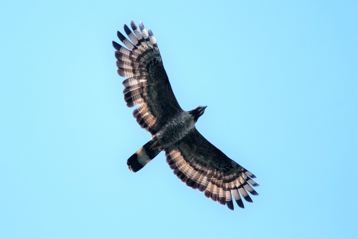 Oriental Honey-buzzard - ML86600321