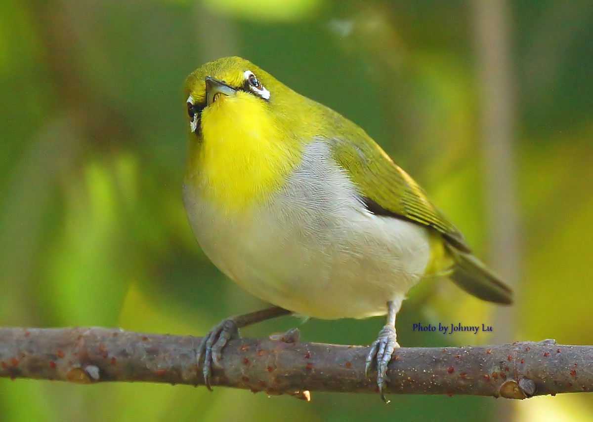 Swinhoe's White-eye - ML86600371