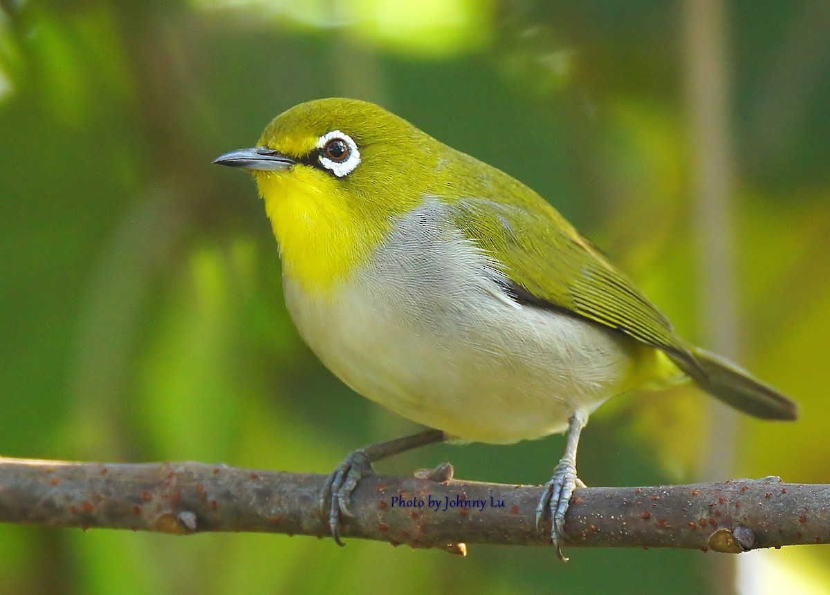 Swinhoe's White-eye - ML86600381