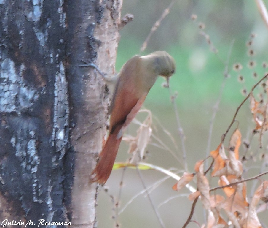 Olivaceous Woodcreeper - Julián Retamoza