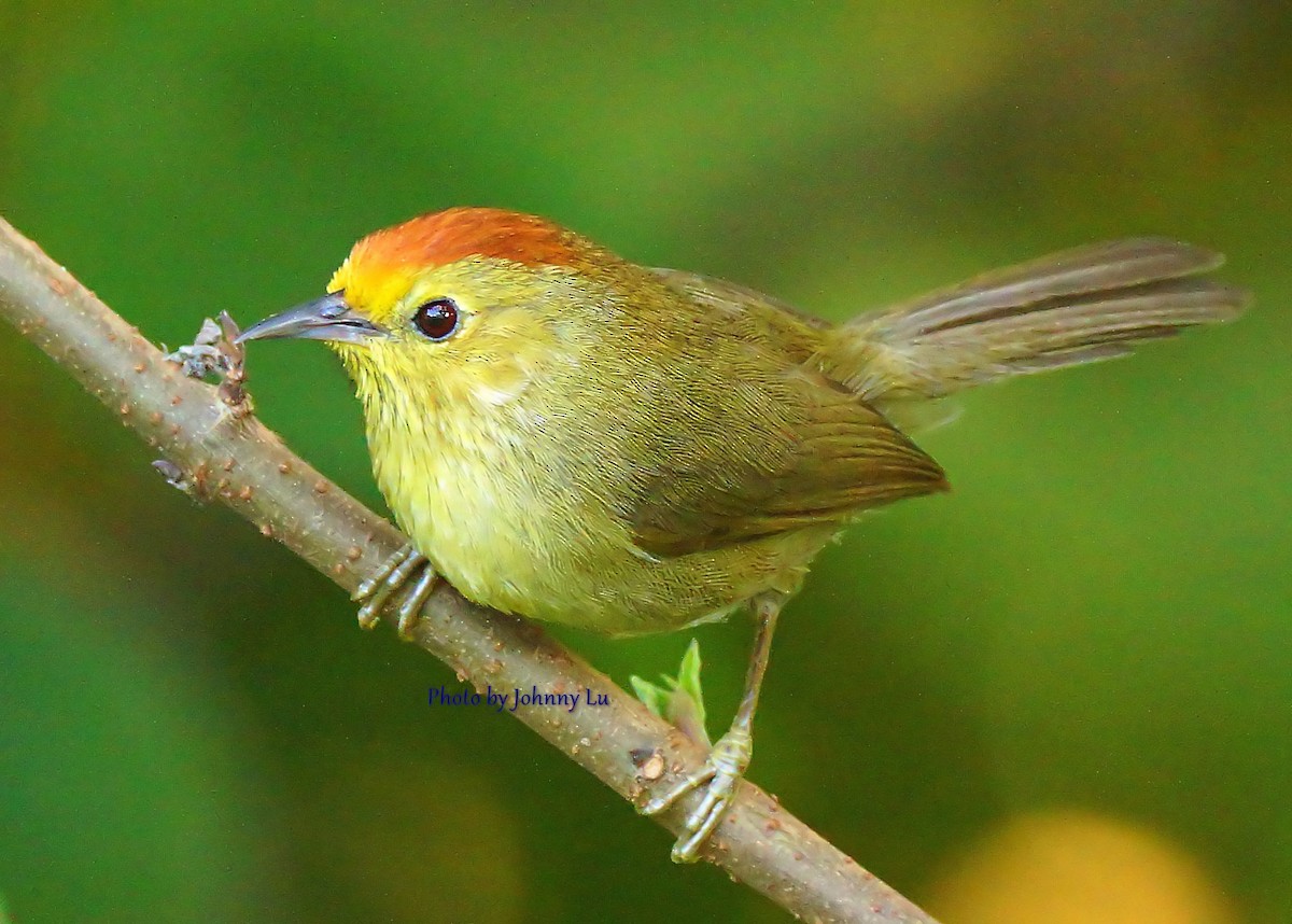 Rufous-capped Babbler - ML86600451