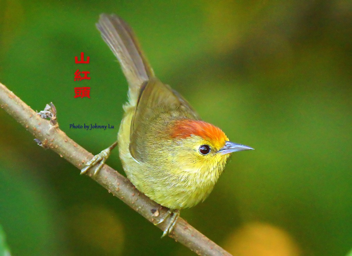 Rufous-capped Babbler - ML86600461