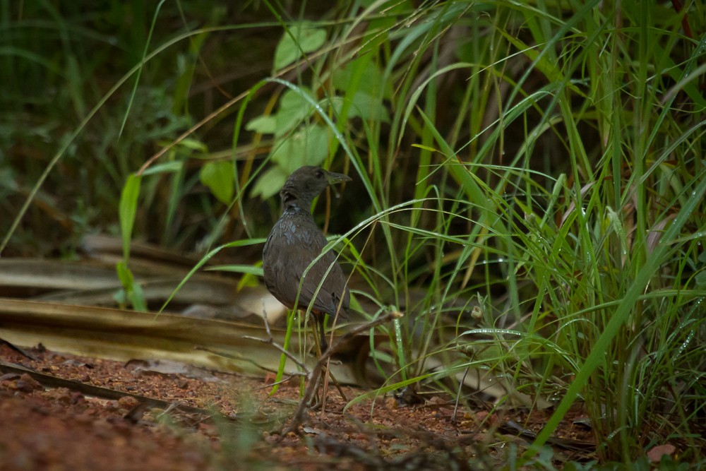 Pale-vented Bush-hen - ML86600471