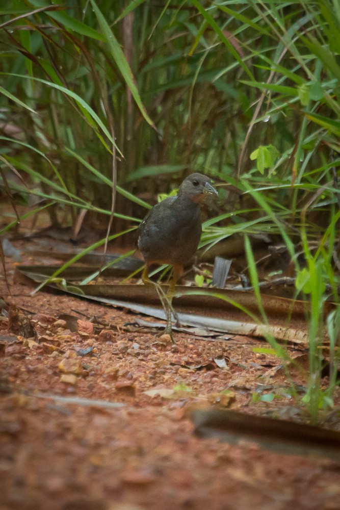 Pale-vented Bush-hen - ML86600481