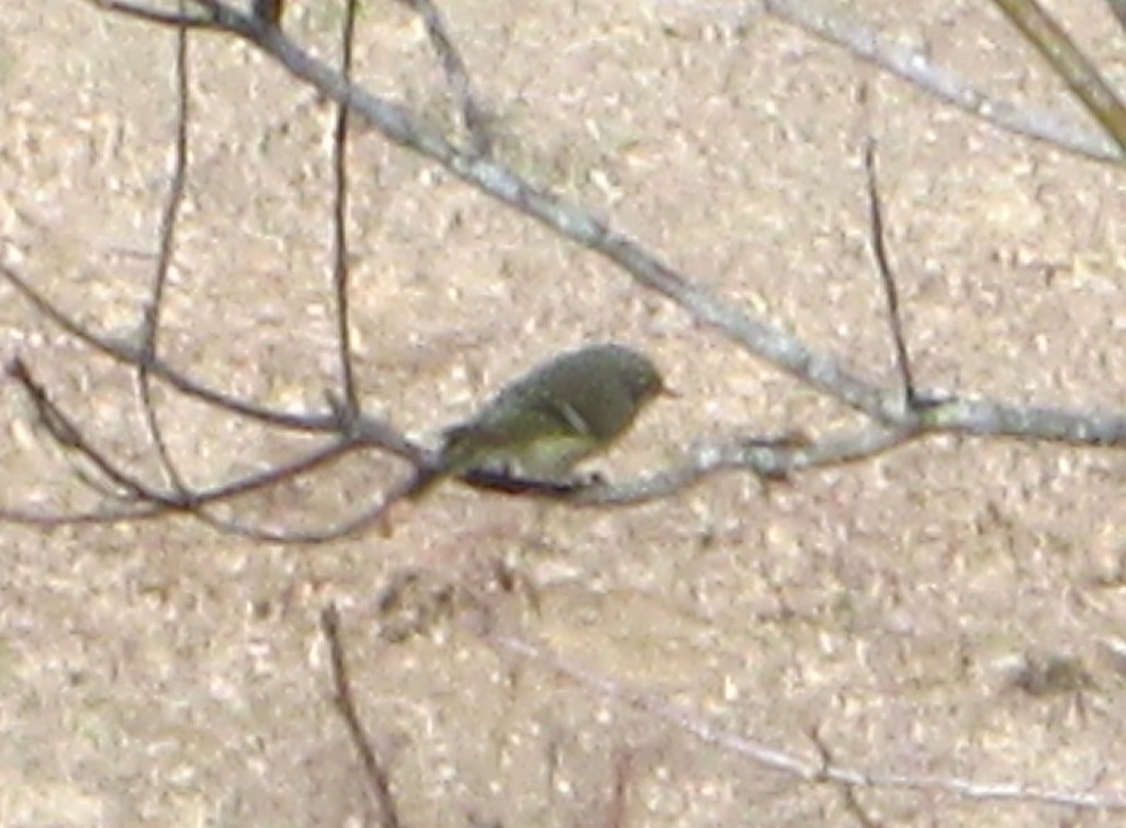 Ruby-crowned Kinglet - ML86600651