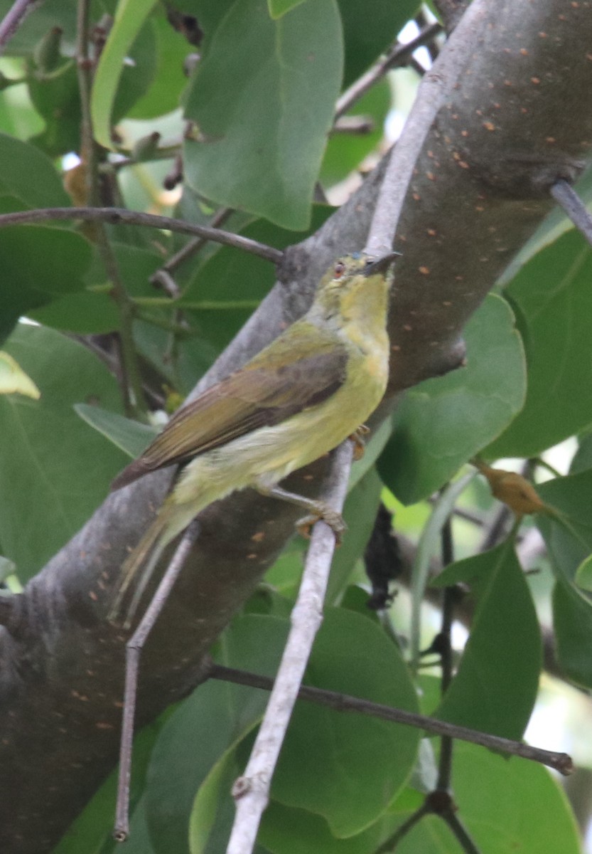 Brown-throated Sunbird - ML86600701