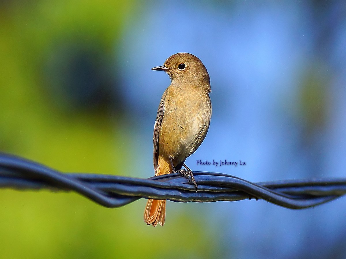 Daurian Redstart - ML86600721