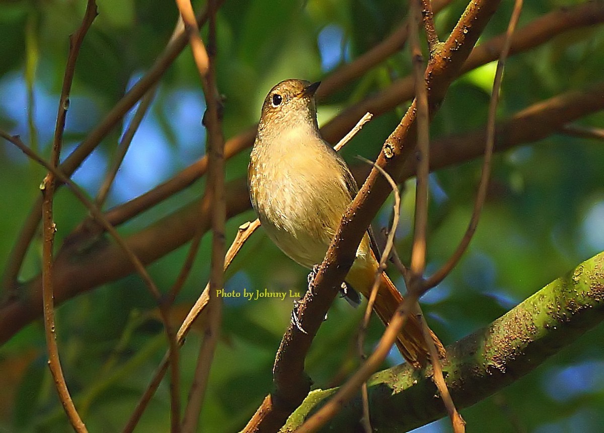 Daurian Redstart - ML86600731