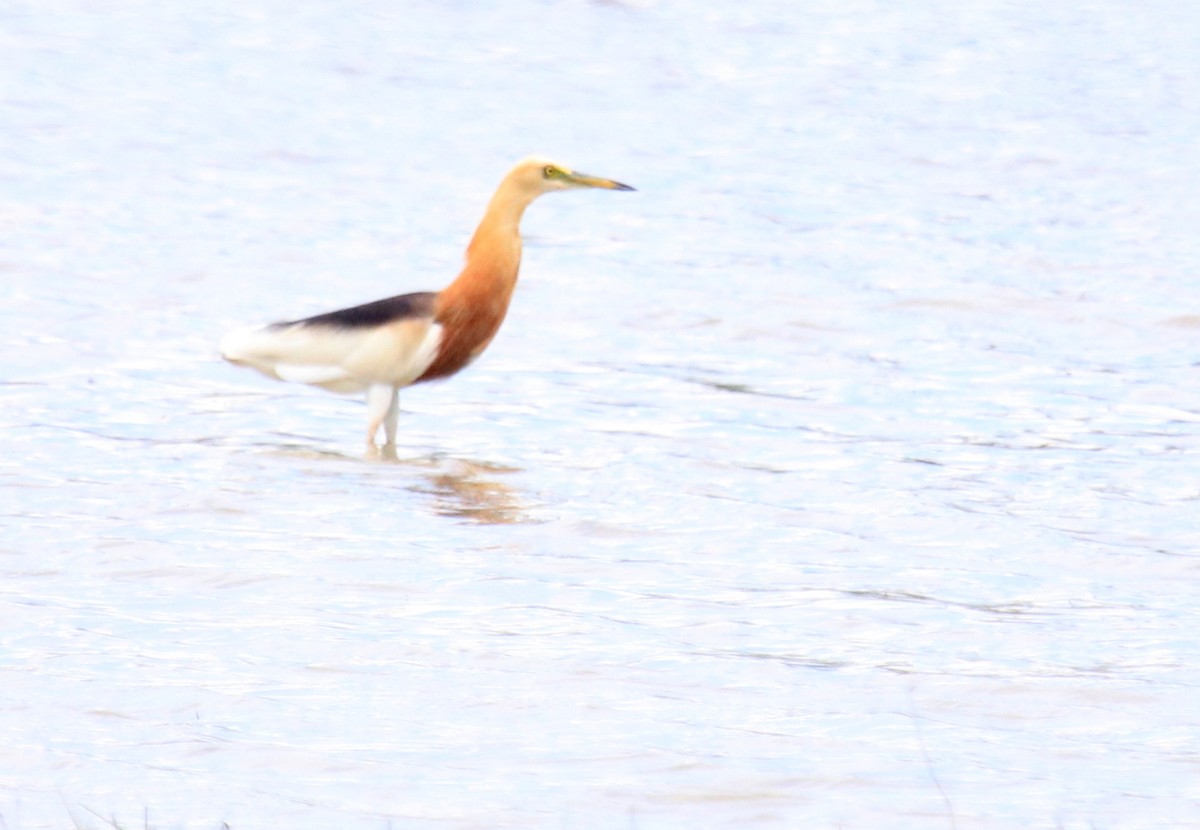 Javan Pond-Heron - ML86600801