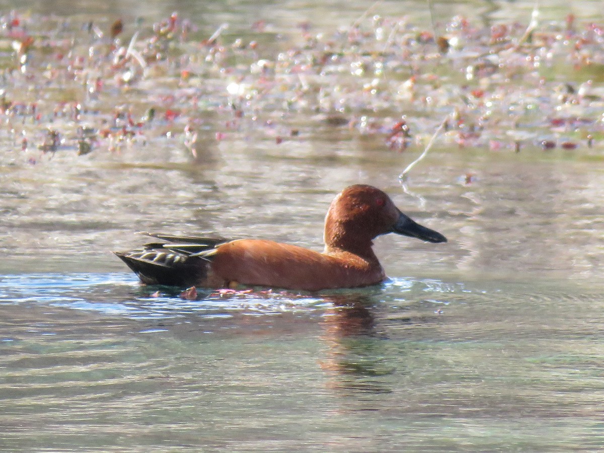 Cinnamon Teal - ML86600941